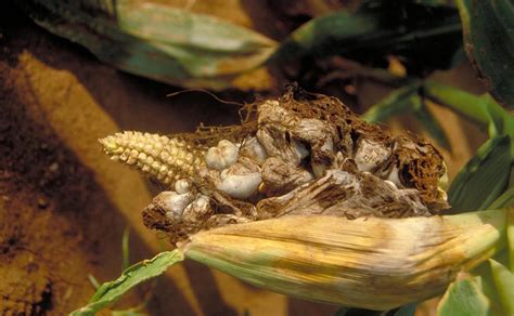 Maize (corn) | Diseases and Pests, Description, Uses, Propagation