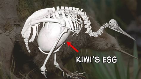 What Do You Know About The World's Strangest Bird: Kiwi? - YouTube