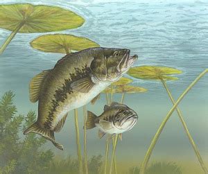 Largemouth Bass Habitat