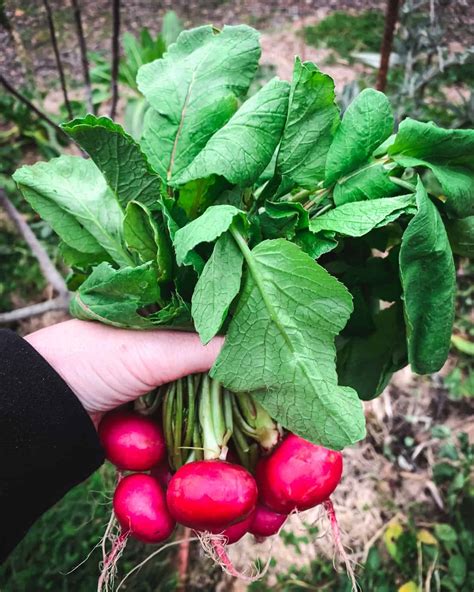 8 Ways to Eat Radishes and Radish Greens