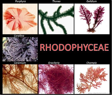 Main characteristics of Rhodophyceae ( Red algae) | Plant Science 4 U