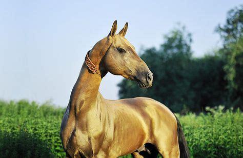 8 Horse, nisean - parthian ideas | horses, ancient cities, ancient