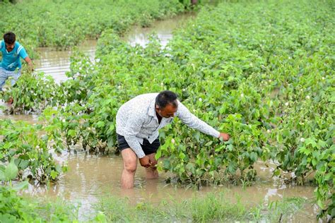 India’s Best Monsoon in 25 Years Paves Way for Plentiful Crops - Bloomberg