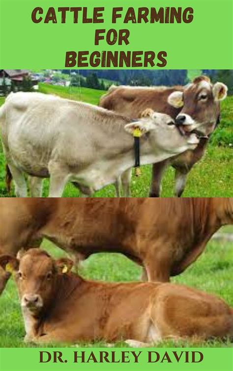 CATTLE FARMING FOR BEGINNERS: Experts Guide on Purchasing Cows ...