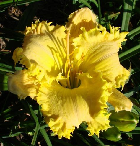 Earthly Treasures Daylily Garden - FORESTLAKE BRIAR PATCH*