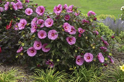 Hibiscus Garden Ideas | Fasci Garden