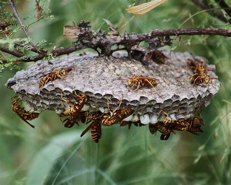 Polistes apachus, Paper Wasp Colony | Cook's Slough Nature P… | Flickr