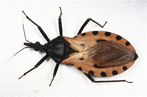 Triatoma dimidiata (female) photo - Tom Murray photos at pbase.com