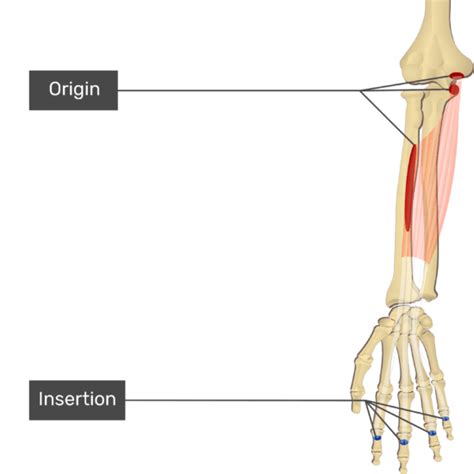 Flexor Digitorum Superficialis Muscle | GetBodySmart