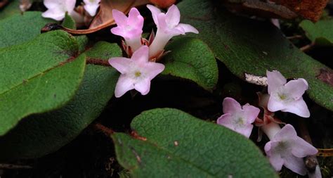 Massachusetts State Flower - The Mayflower - ProFlowers Blog