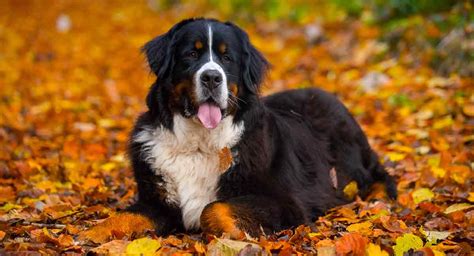 Why Do Bernese Mountain Dogs Die So Young – KeepingDog