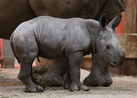 Happy Rhino Gallery