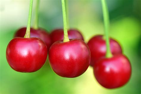 5 Amazing Cherries Nutrition Facts - How Much Nutrients Does Cherries Contain? - FactsKing.com