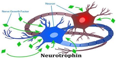 Neurotrophin - Assignment Point