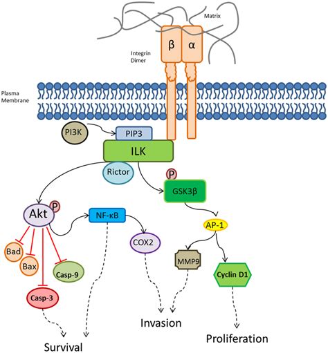 Integrin intracellular signaling pathways regulated by ILK. A variety... | Download Scientific ...