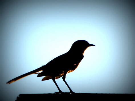 Free Images : silhouette, wing, sunset, beak, shadow, glow, black, fauna, vertebrate, blackbird ...