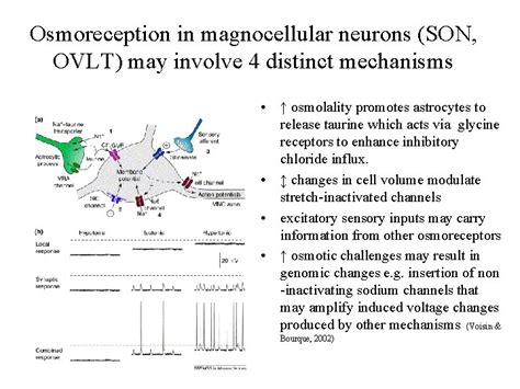 Physiology of vasopressin secretion THE antidiuretic hormone ADH