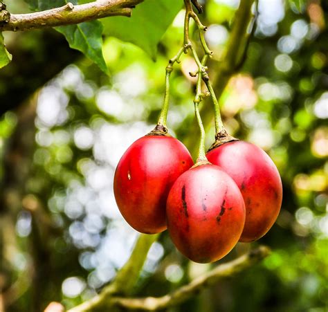 Tamarillo - FRUIT TREE SEEDS - Paitu