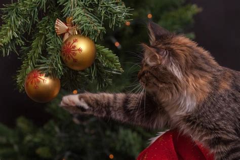 Why cats obsess over Christmas trees | Pursuit by The University of ...