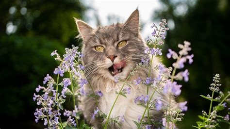 How Cats Make the Most of Their Catnip High - The New York Times