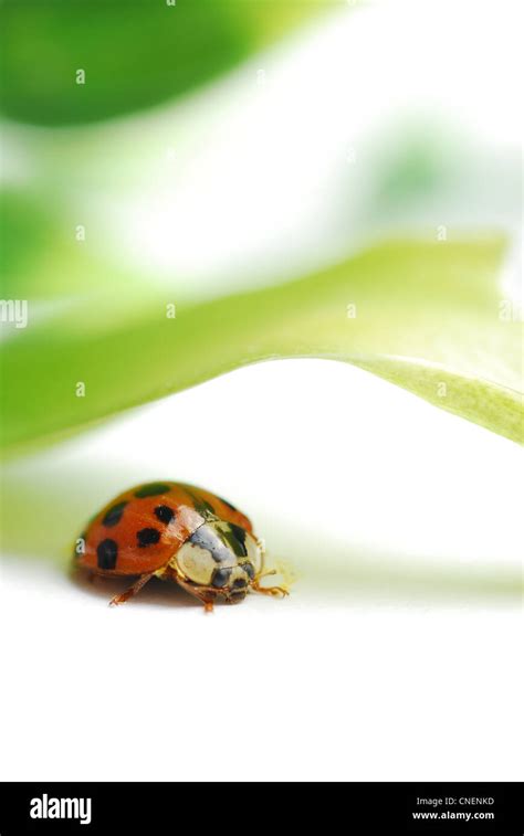 Macro ladybug and nature leaf Stock Photo - Alamy