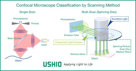 Confocal Laser Scanning Microscopy