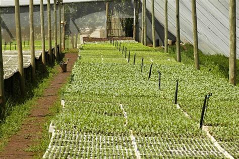 Green Shoots Seedlings Trays Photos - Free & Royalty-Free Stock Photos from Dreamstime