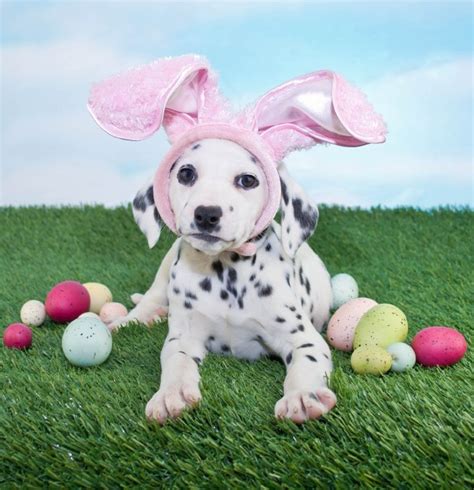 Dog Easter Photos That You're Going To Love