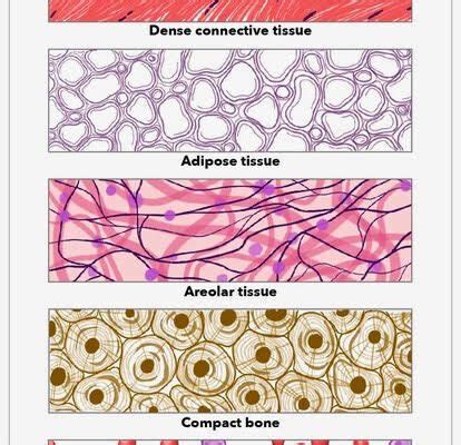 Short note on Connective Tissue - CBSE Class Notes Online - Classnotes123