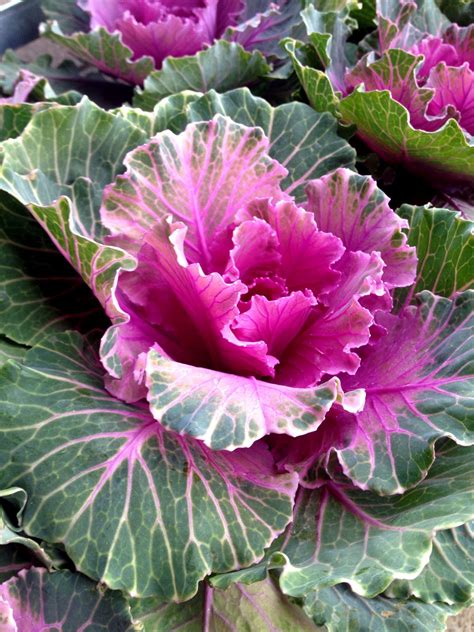 Ornamental Kale are this seasons must have for colour in the garden # ...