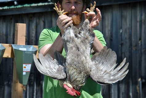 Backyard chicken processing 101 | Hello Homestead