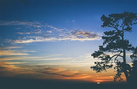 tree silhouette, sunset background, cloud, horizon, landscape, light ...