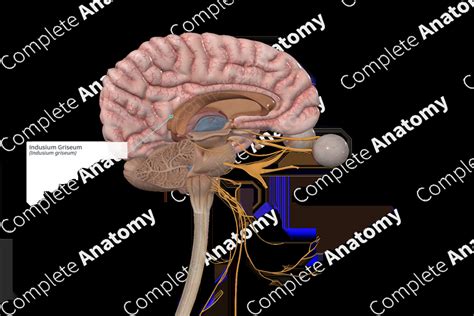 Indusium Griseum | Complete Anatomy