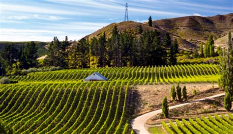 A Pinot Noir vineyard in Central Otago, New Zealand. Operated by the ...