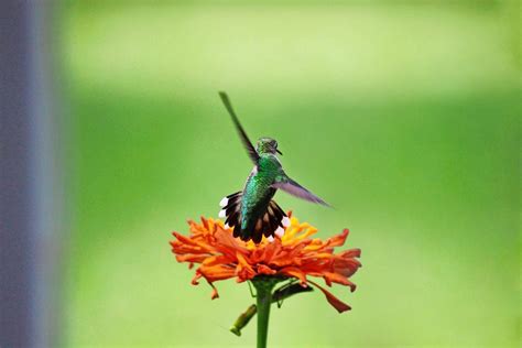 Will a Praying Mantis Eat a Hummingbird? - Birds and Blooms