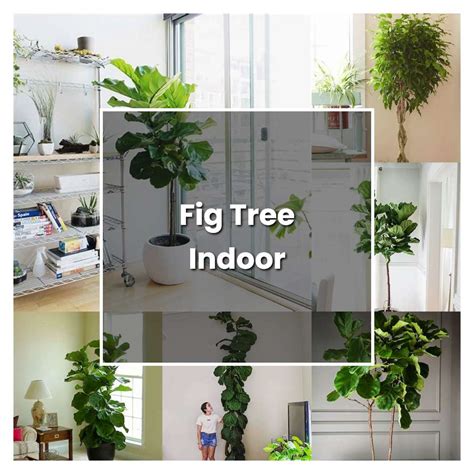 How to Grow Fig Tree Indoor - Plant Care & Tips | NorwichGardener