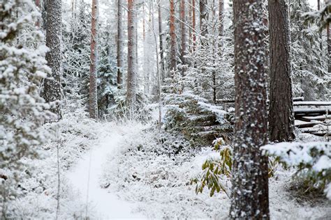 Snowy Forest by sampok on DeviantArt