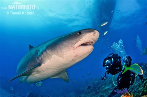 Requin-tigre Photographie