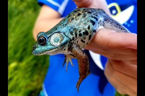 ONTARIO: Seven-year-old's blue frog a 'one in a million' catch - Orillia News