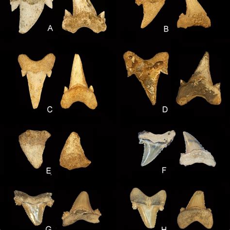 Otodus obliquus and Carcharocles auriculatus teeth from Alabama. Otodus... | Download Scientific ...