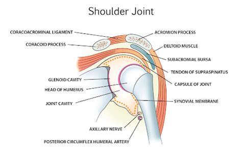 Shoulder Joint