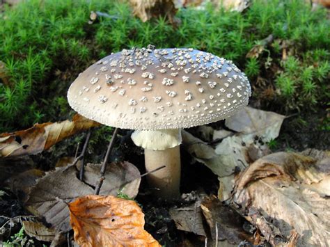 Free Images : mushrooms, fungus, penny bun, agaric, agaricaceae, edible mushroom, agaricomycetes ...