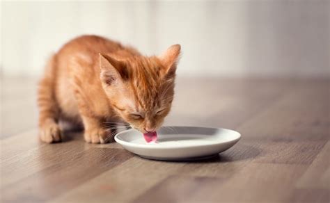 Can Cats Drink Lactose Free Milk?