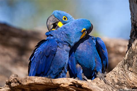 Preening Macaws | Will Burrard-Lucas