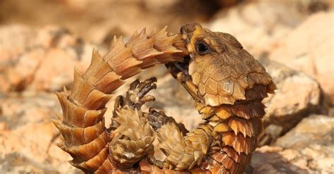 Baby Armadillo Girdled Lizard