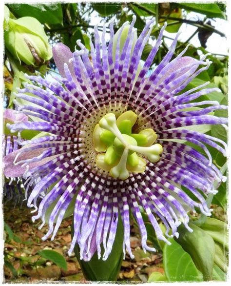 GRANADILLA Passiflora Ligularis | Passiflora, Outdoor plants, Plants