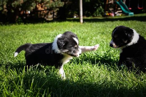 Puppies of Border Collie are Playing Stock Photo - Image of sleeping, playing: 163498762