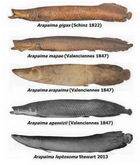 The different species of arapaima : r/Aquariums