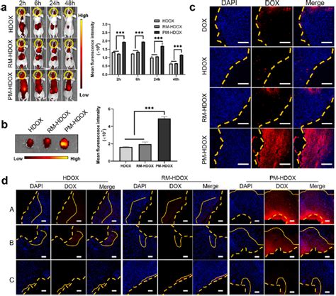 In vivo fluorescence imaging analysis. a) In vivo fluorescent imaging... | Download Scientific ...