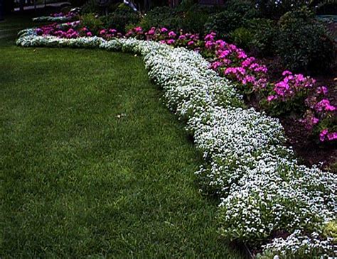 Perennial Border Edging Plants | plant used all along the edge of a bed to frame the plants ...